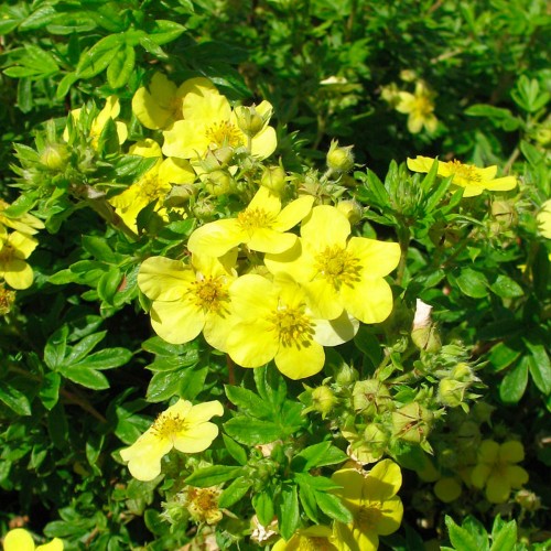 Potentilla fruticosa 'Longacre' - Harilik põõsasmaran 'Longacre' C3/3L